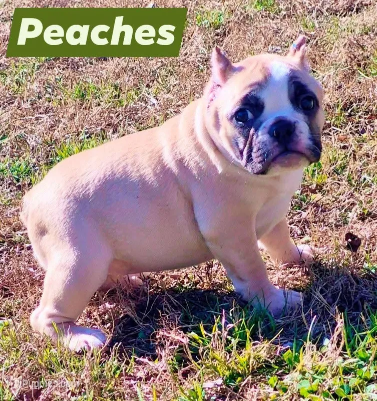 Peaches
