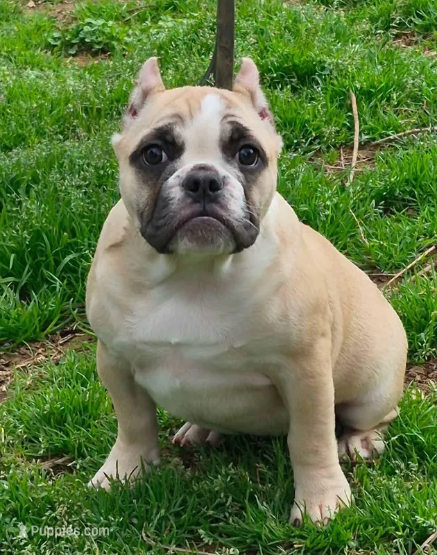 Peaches – Shorty Bull puppy for sale in Rossville, GA