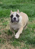 Peaches, a female Shorty Bull for sale in Rossville, GA – Photo 3 of 3