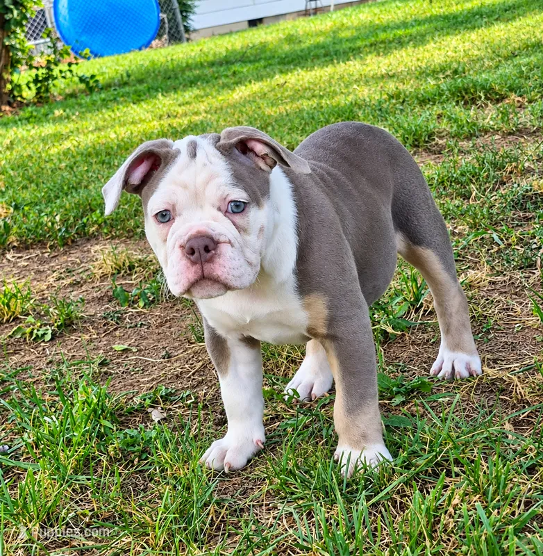 Gwenny  – Olde English Bulldogge puppy for sale in Rossville, GA
