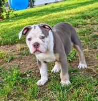Gwenny , a female Olde English Bulldogge for sale in Rossville, GA – 3 of 3