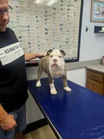 Gwenny , a female Olde English Bulldogge for sale in Rossville, GA – 3 of 5
