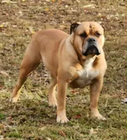 FREE TORVI , a female Olde English Bulldogge for sale in Rossville, GA – 2 of 2