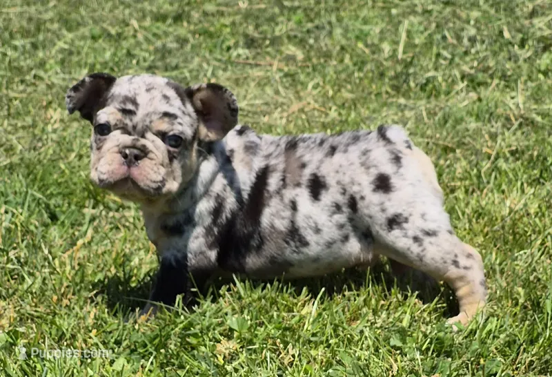 Biscuit  – French Bulldog puppy for sale in Rossville, GA