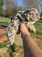 Biscuit , a male French Bulldog for sale in Rossville, GA – Photo 3 of 4