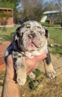 Biscuit , a male French Bulldog for sale in Rossville, GA – Photo 1 of 4