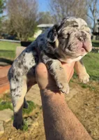 Biscuit , a male French Bulldog for sale in Rossville, GA – Photo 2 of 4
