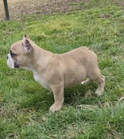 Pia, a female Shorty Bull for sale in Rossville, GA – Photo 3 of 4
