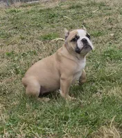 Pia, a female Shorty Bull for sale in Rossville, GA – Photo 1 of 4