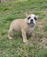 Pia, a female Shorty Bull for sale in Rossville, GA – Photo 4 of 4
