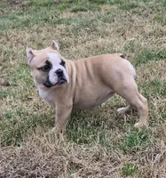 Pia, a female Shorty Bull for sale in Rossville, GA – Photo 2 of 4