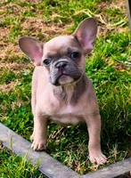Ecki, a male French Bulldog for sale in Rossville, GA – Photo 1 of 5