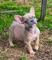Ecki, a male French Bulldog for sale in Rossville, GA – Photo 4 of 5