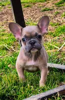 Ecki, a male French Bulldog for sale in Rossville, GA – Photo 2 of 5