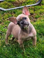 Ecki, a male French Bulldog for sale in Rossville, GA – Photo 5 of 5