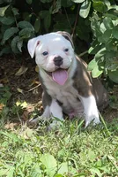 Gary , a male Olde English Bulldogge for sale in Rossville, GA – 7 of 7