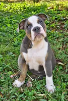 Greta , a female Olde English Bulldogge for sale in Rossville, GA – 3 of 4