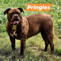 FREE Pringles, a female Olde English Bulldogge for sale in Rossville, GA – 2 of 2