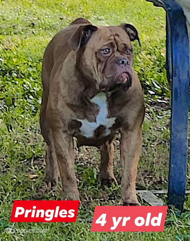 FREE Pringles – Olde English Bulldogge puppy for sale in Rossville, GA