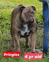 FREE Pringles, a female Olde English Bulldogge for sale in Rossville, GA – 1 of 2