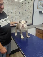Gwenny , a female Olde English Bulldogge for sale in Rossville, GA – 5 of 5