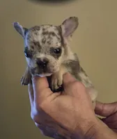 Enka, a female French Bulldog for sale in Rossville, GA – Photo 5 of 5