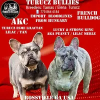 Enka, a female French Bulldog for sale in Rossville, GA – Photo 4 of 5