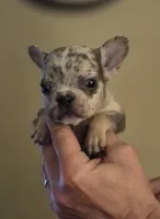 Enka, a female French Bulldog for sale in Rossville, GA – Photo 2 of 5
