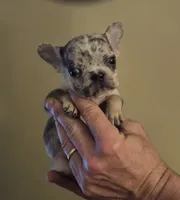 Enka, a female French Bulldog for sale in Rossville, GA – Photo 3 of 5