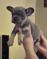 Eno, a male French Bulldog for sale in Rossville, GA – Photo 5 of 5