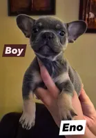 Eno, a male French Bulldog for sale in Rossville, GA – Photo 1 of 5