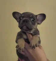 Eno, a male French Bulldog for sale in Rossville, GA – Photo 4 of 5