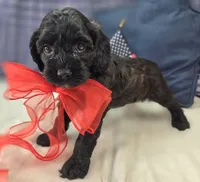 Tinkerbell, a female Cockapoo for sale in Galena, MO – 6 of 9