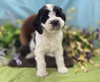 Puddleduck, a male Cockapoo for sale in Galena, MO – 4 of 5