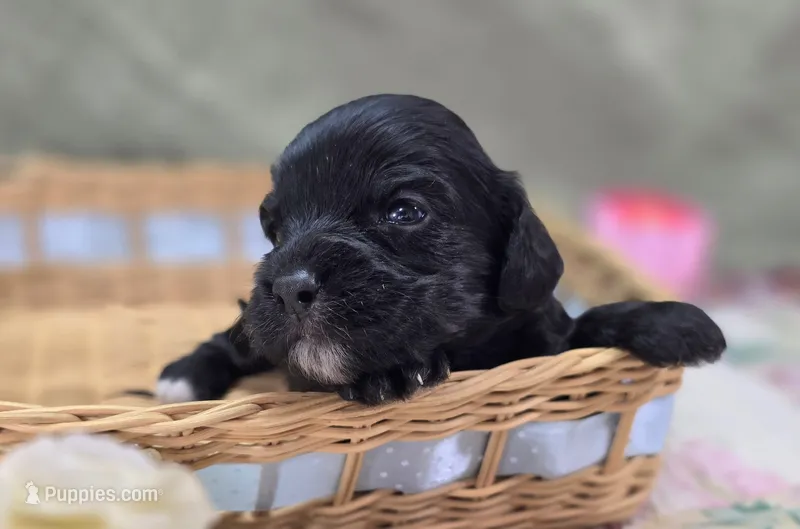 Trigger – Cavapoo puppy for sale in Galena, MO