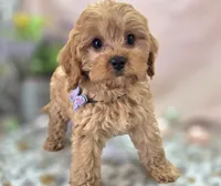 Slate, a female Cavapoo for sale in Galena, MO – Photo 3 of 10