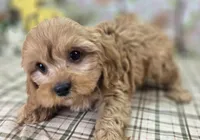 Slate, a female Cavapoo for sale in Galena, MO – Photo 10 of 10