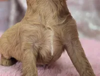 Slate, a female Cavapoo for sale in Galena, MO – Photo 6 of 6