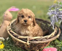 Slate, a female Cavapoo for sale in Galena, MO – Photo 5 of 10