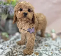 Slate, a female Cavapoo for sale in Galena, MO – Photo 1 of 10