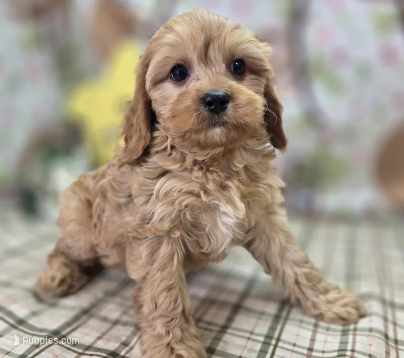 Slate – Cavapoo puppy for sale in Galena, MO