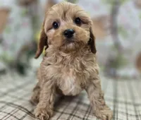 Slate, a female Cavapoo for sale in Galena, MO – Photo 7 of 10