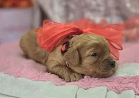 Slate, a female Cavapoo for sale in Galena, MO – Photo 3 of 6