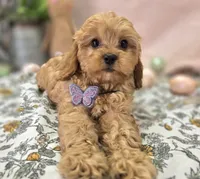 Slate, a female Cavapoo for sale in Galena, MO – Photo 2 of 10