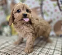 Slate, a female Cavapoo for sale in Galena, MO – Photo 8 of 10