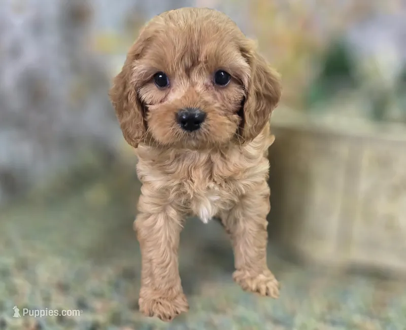 Slate – Cavapoo puppy for sale in Galena, MO