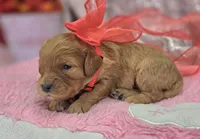 Slate, a female Cavapoo for sale in Galena, MO – Photo 5 of 6
