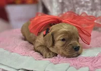 Slate, a female Cavapoo for sale in Galena, MO – Photo 1 of 6