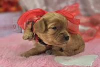 Slate, a female Cavapoo for sale in Galena, MO – Photo 2 of 6