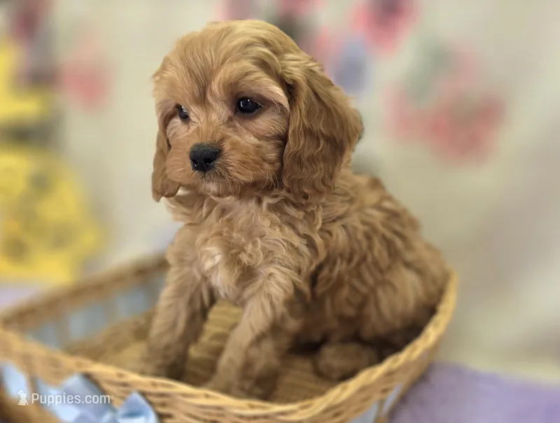 Slate – Cavapoo puppy for sale in Galena, MO